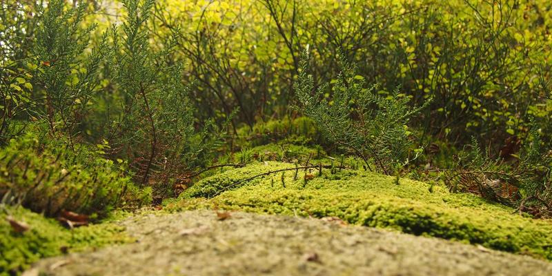 家族办公室的运作模式：顶级富豪如何通过专业理财服务与金融投资实现财富永续